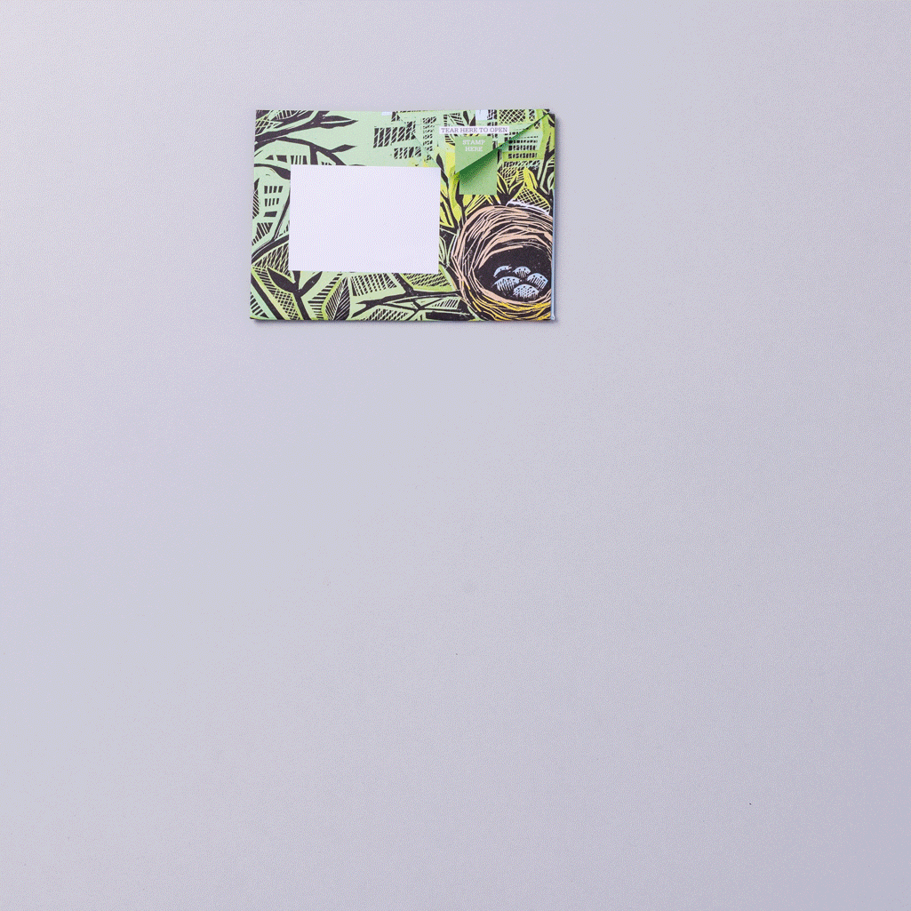 Wonderfully Wild Pigeons